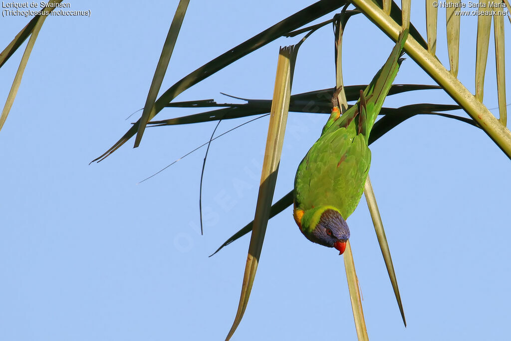 Rainbow Lorikeetadult, habitat, Behaviour