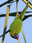 Rainbow Lorikeet