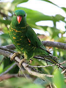 Scaly-breasted Lorikeet