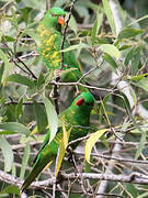 Scaly-breasted Lorikeet