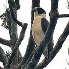 Macagua rieur