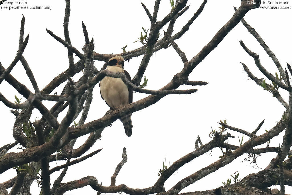 Macagua rieuradulte, identification