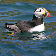 Atlantic Puffin