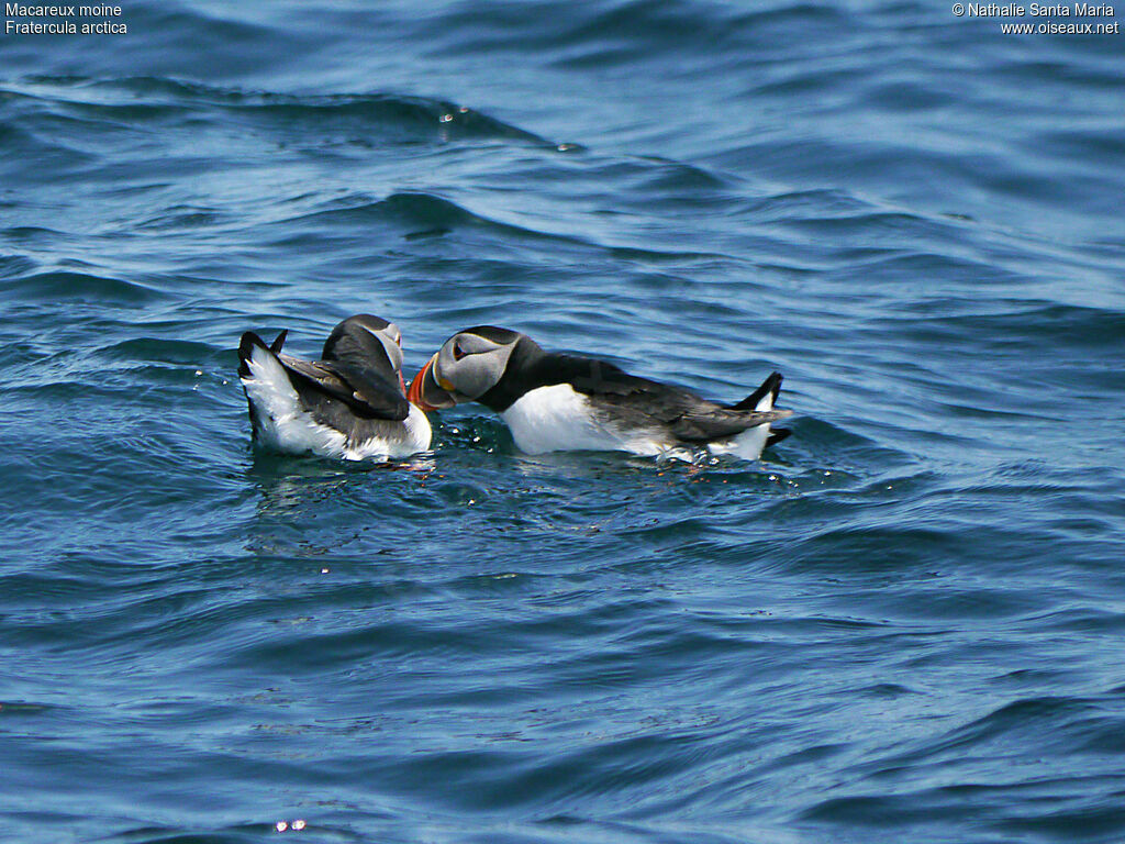 Atlantic Puffinadult breeding