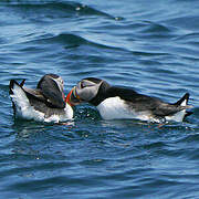 Atlantic Puffin