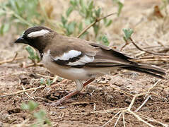 White-browed Sparrow-Weaver