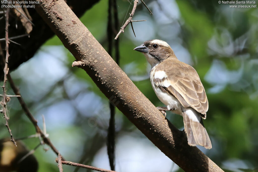 Mahali à sourcils blancsadulte, identification, habitat