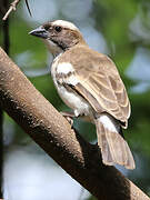 White-browed Sparrow-Weaver