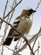 White-browed Sparrow-Weaver