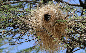 White-browed Sparrow-Weaver