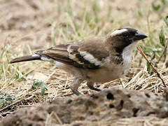 White-browed Sparrow-Weaver