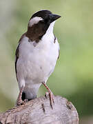 White-browed Sparrow-Weaver