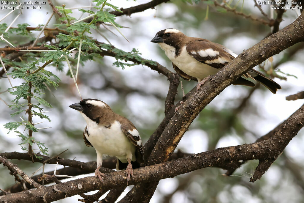 Mahali à sourcils blancsadulte, habitat