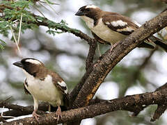 White-browed Sparrow-Weaver