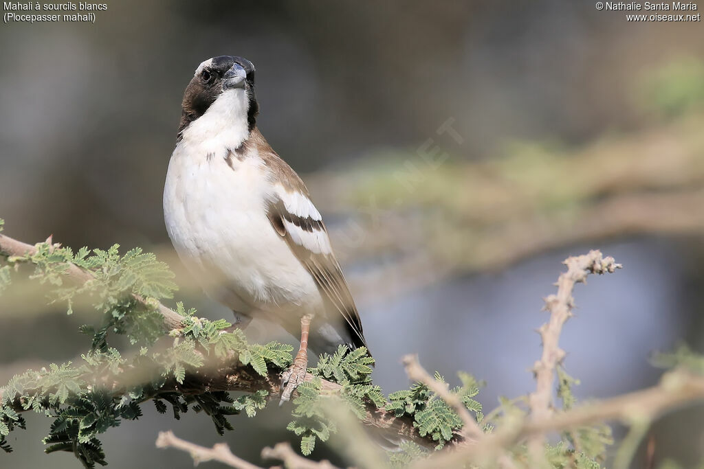 White-browed Sparrow-Weaveradult, identification, habitat