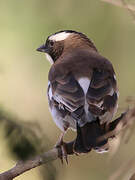 White-browed Sparrow-Weaver