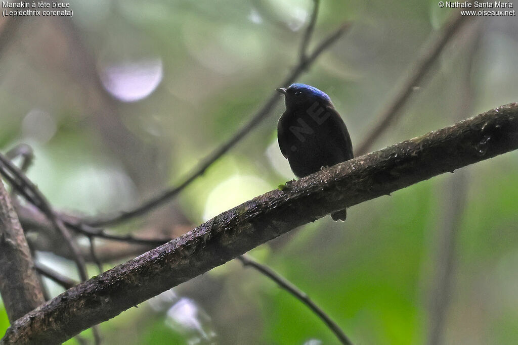 Manakin à tête bleue