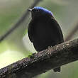 Manakin à tête bleue