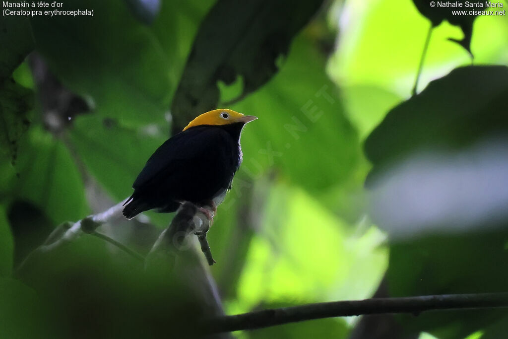 Manakin à tête d'or