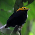Manakin à tête d'or