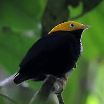 Manakin à tête d'or