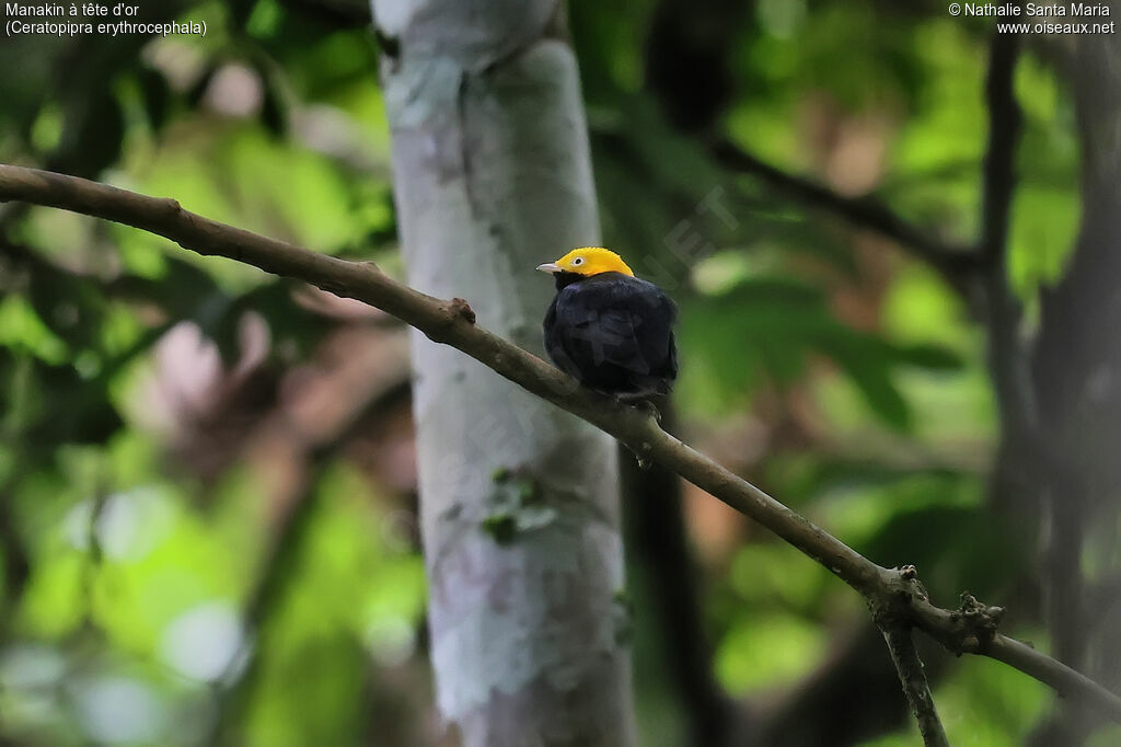 Manakin à tête d'or