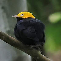 Manakin à tête d'or