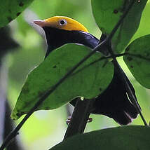 Manakin à tête d'or
