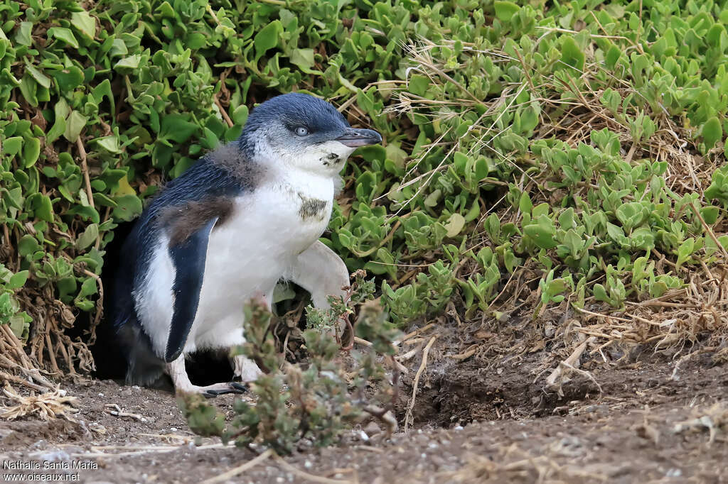 Little Penguinjuvenile, identification