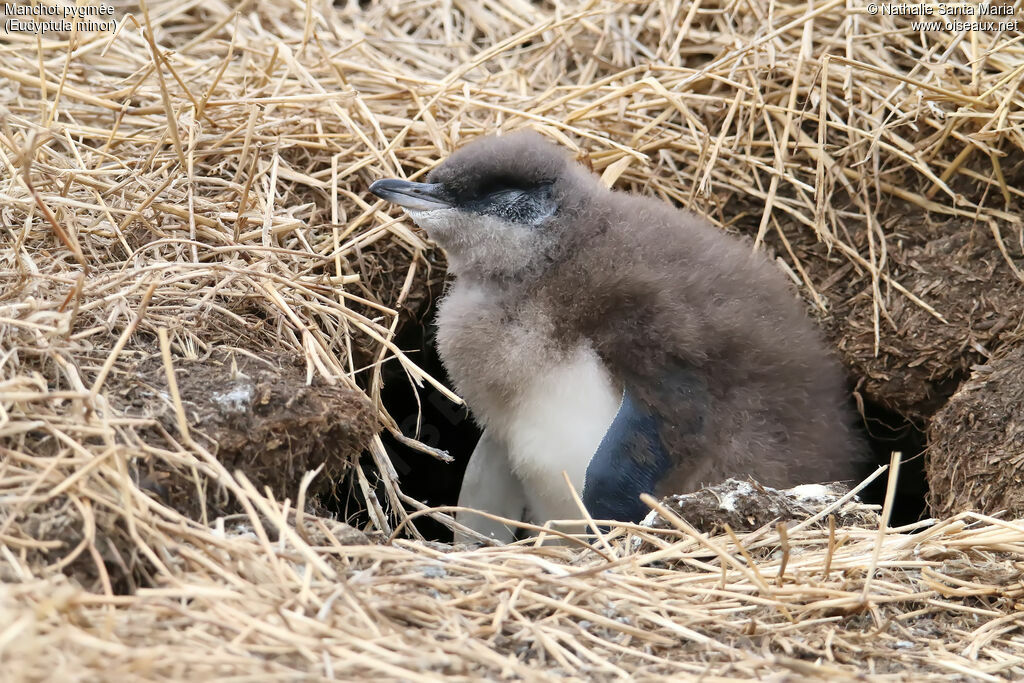 Manchot pygméejuvénile, identification