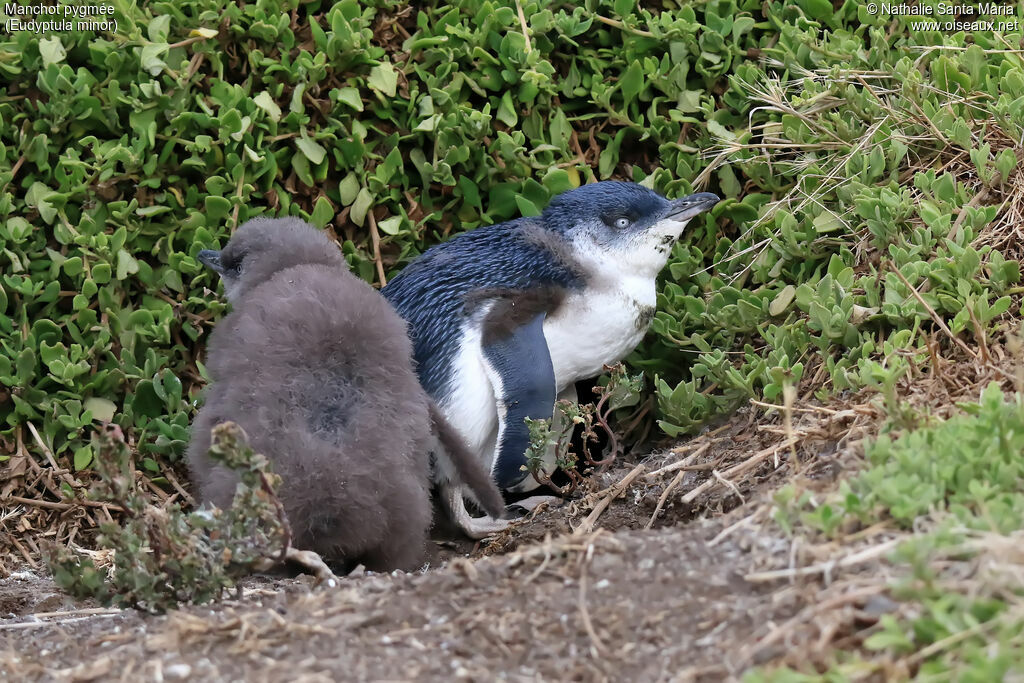 Little Penguinjuvenile, identification