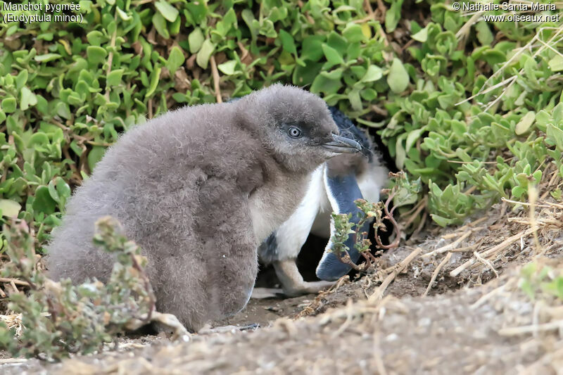 Little PenguinPoussin, identification