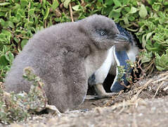 Little Penguin