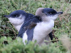 Little Penguin