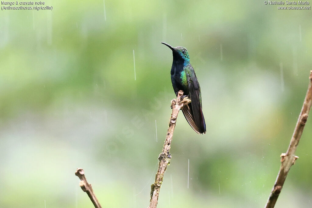 Mango à cravate noire