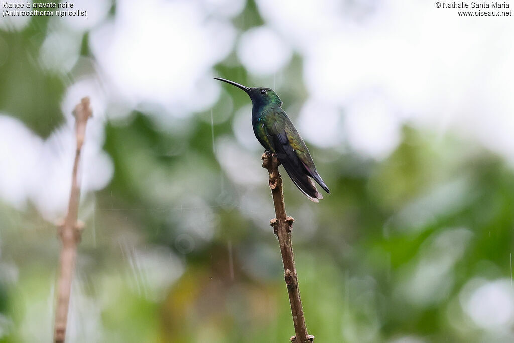 Mango à cravate noire