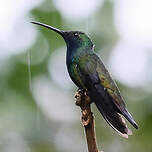 Mango à cravate noire