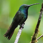 Mango à cravate noire