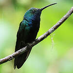 Mango à cravate noire