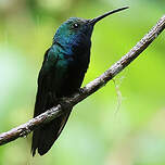 Mango à cravate noire