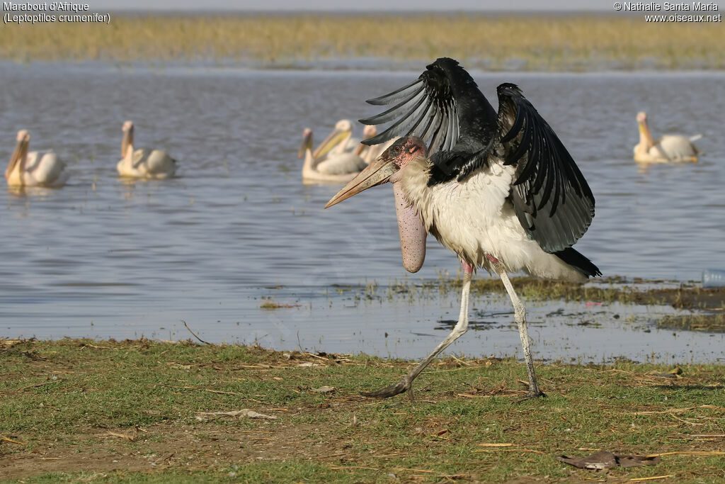 Marabout d'Afriqueadulte nuptial, identification, habitat, marche