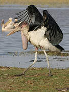 Marabou Stork