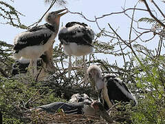 Marabou Stork