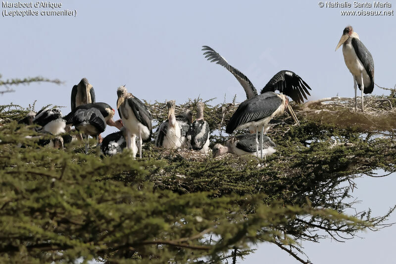 Marabou Stork, habitat, Reproduction-nesting