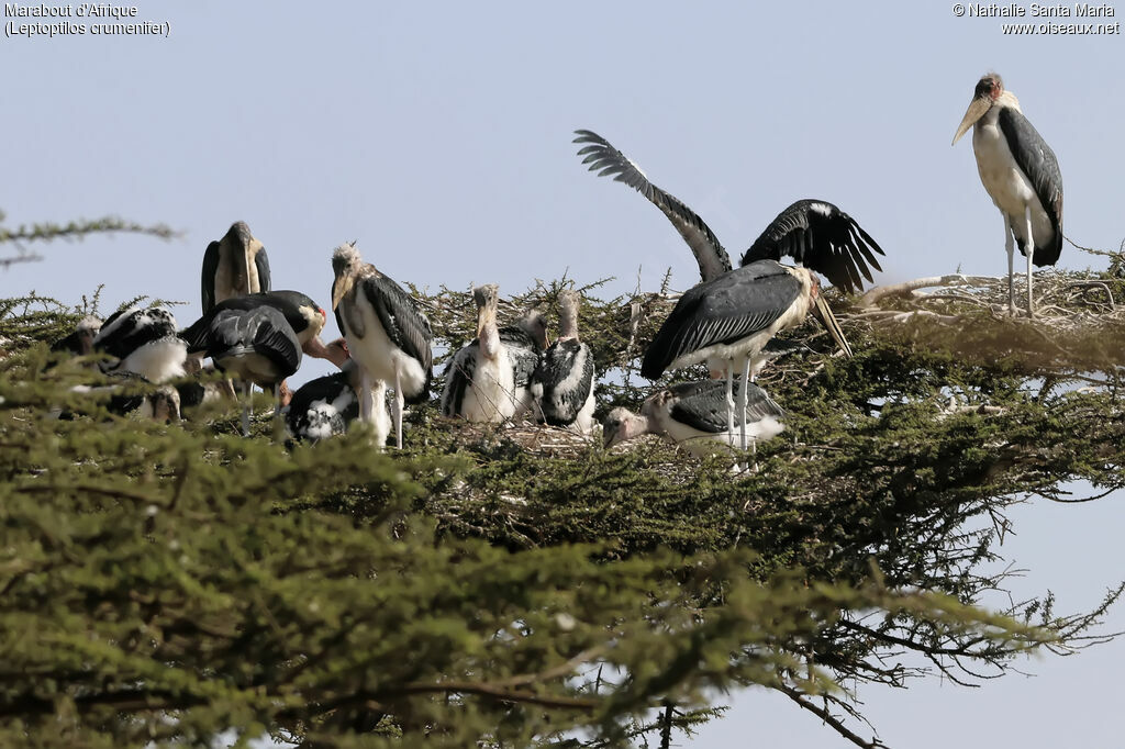 Marabou Stork, habitat, Reproduction-nesting