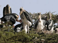 Marabou Stork