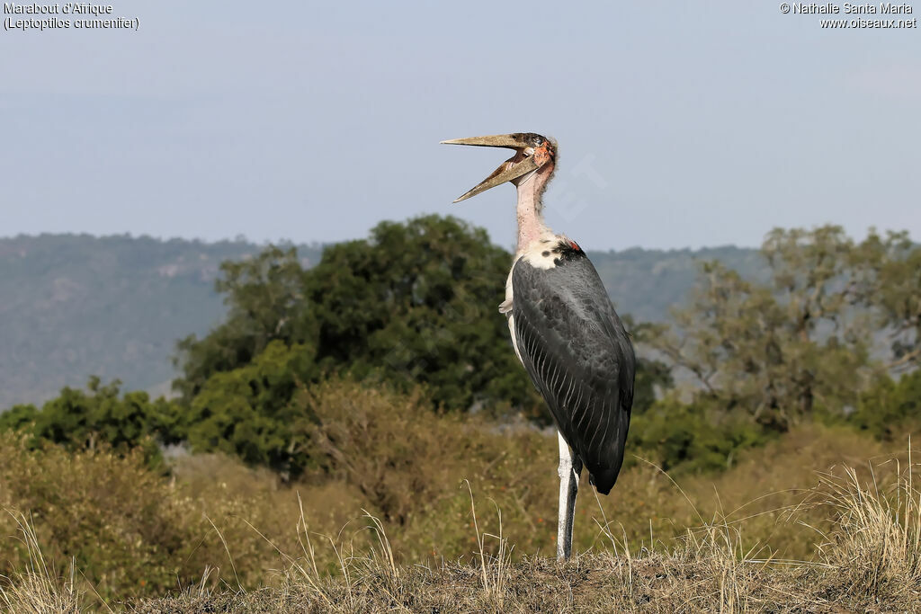 Marabou Storkadult, identification, habitat, Behaviour