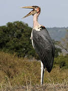 Marabou Stork