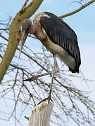 Marabou Stork