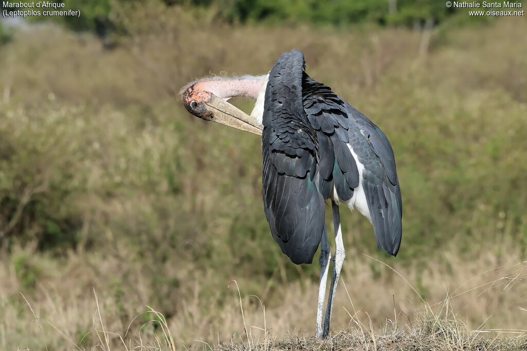 Marabou Storkadult, identification, habitat, care